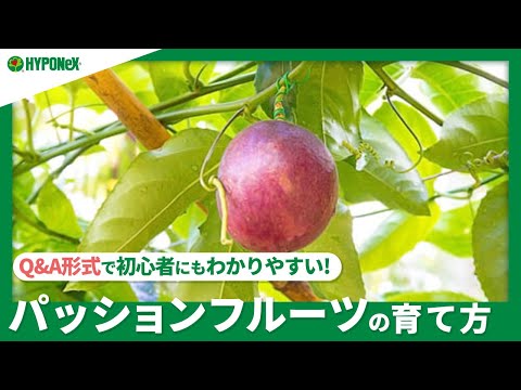 パッションフルーツ:パッションフルーツとの3つの違い 植物