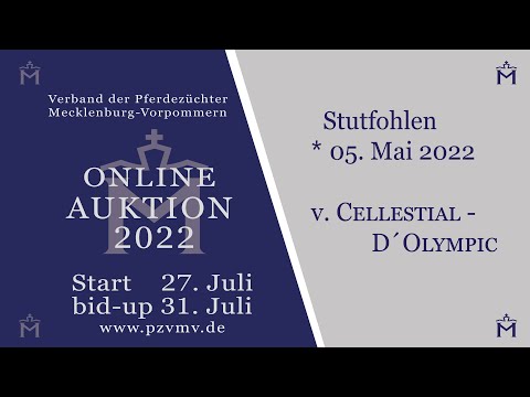 Nr. 13 Stute v. Cellestial/D'Olympic