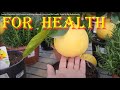 Lemon Plantation Mini Lemons And Huge Lemons Very Good For Health Travel In The Netherlands