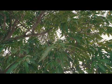 Roadrunner Jahu -Never Fold (Feat. Raw Youngin) Official Video