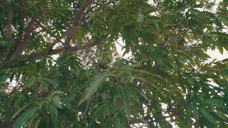 Roadrunner Jahu -Never Fold (Feat. Raw Youngin) Official Video