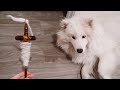 Spinning Samoyed Fur Into Yarn Beginner Tutorial
