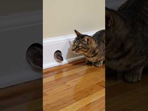 Shocking! Watch This Mouse Come Face To Face With House Cat!