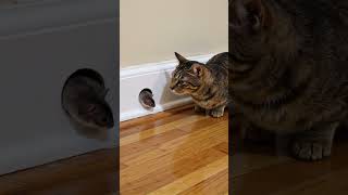 Shocking! Watch This Mouse Come Face To Face With House Cat!
