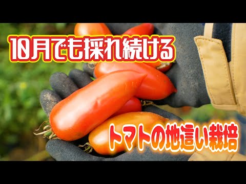 トマティージョ 植物