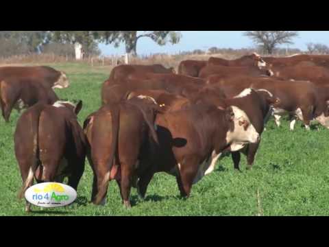 PROGRAMA RIO 4 AGRO 15 09 CANAL RURAL