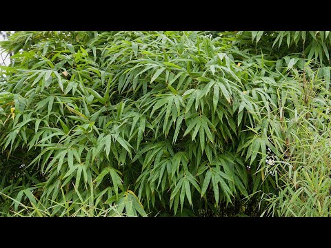 How to plant a clumping bamboo hedge
