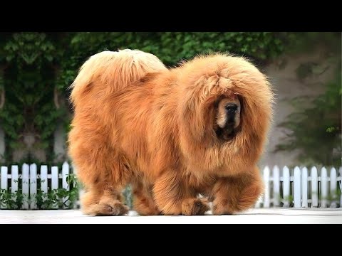 Tibetan Mastiff 🐶 The King of Fluffy Giants!