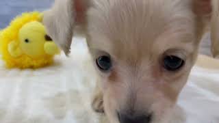 ハーフ犬の動画01