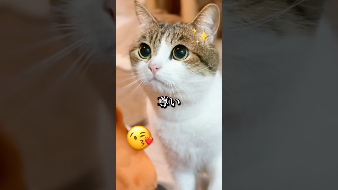 私の推し猫を見てください😼✨😍 #ねこ動画 #猫のいる暮らし #猫好きさんと繋がりたい #ねこ #推しの子 #推し活 #shorts