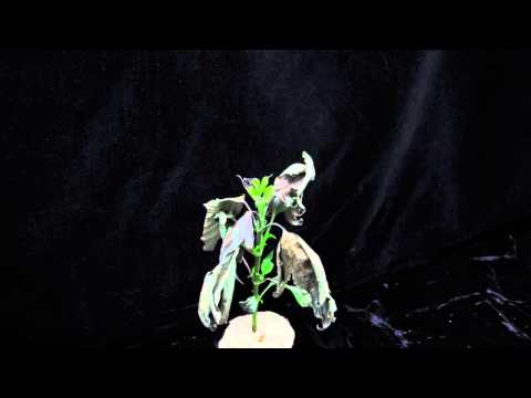 Paraquat (SOA 22) giant ragweed angle 2