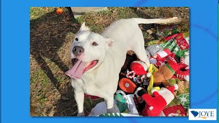 Meet Our Adorable Pet of the Week!