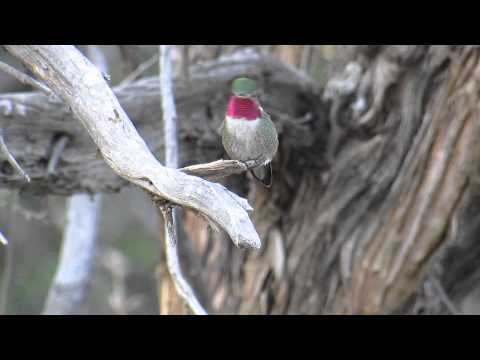 Male broad-tailed hummingbird iridescent coloration