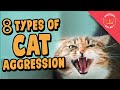8 Types Of Cat Aggression Explained
