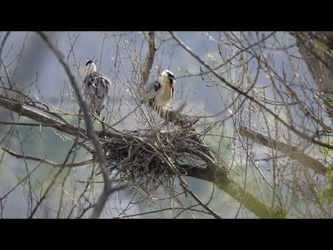 Airone Cenerino (Ardea cinerea) sul fiume Tronto - Ascoli Piceno