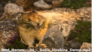 Bird Names     Sadie Hawkins Dance