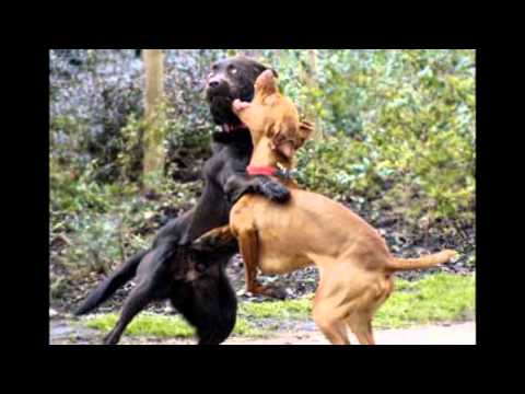 Country Rocks  Liberty Road