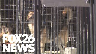 Urgent adoption plea for 129 dogs as Second Chance Animal Shelter faces closure