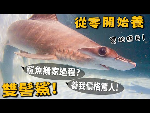 鯊魚飼養
