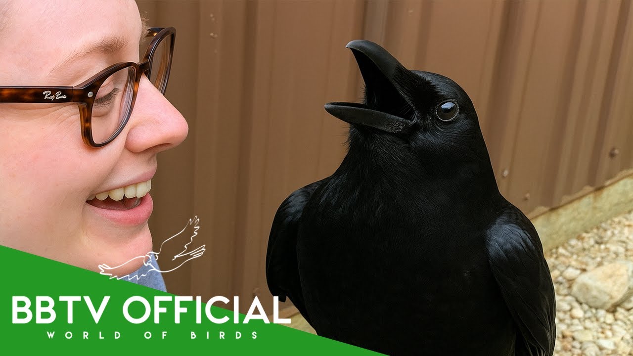 How To Befriend A Crow | 9 Reasons To Like Crows | BBTV Official