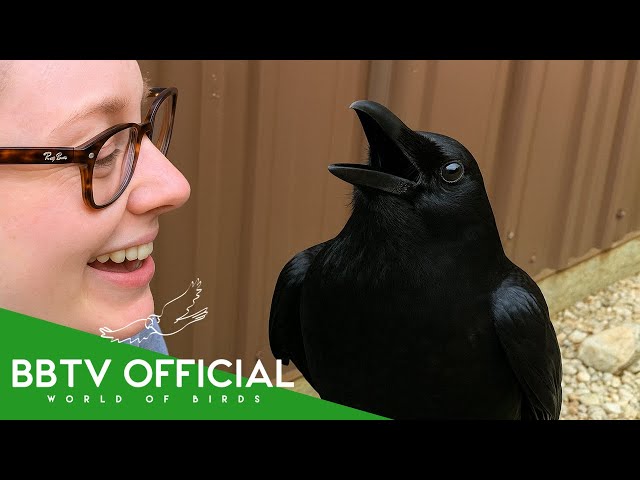 How To Befriend A Crow | 9 Reasons To Like Crows | BBTV Official SDDEFAULT Thumbnail