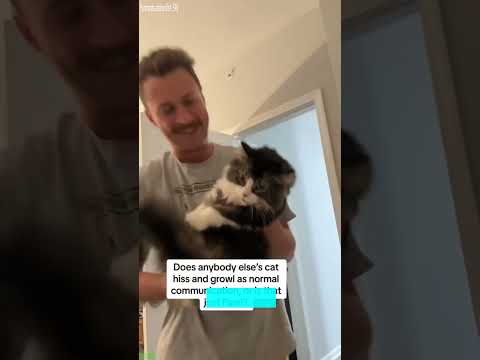 Cute Animals 😹 #funny  🐈‍⬛ # Episode 2312