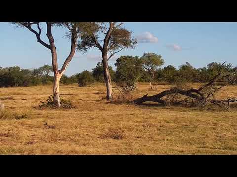 Djuma: Hornbill, Waterbuck and Impalas - 00:57 - 05/09/21
