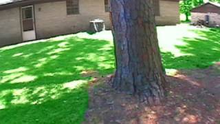 Never Burn Poison Ivy