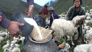 preview picture of video 'milking in the himalayan sheep farm || pastoral life || nepali shepherd ||'