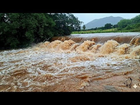 BARRAGEM DE PRISILINA RECEBE MUITA ÁGUA NO MUNICÍPIO DE CATURAMA BAHIA #bahia #nordeste #sertão