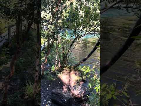 Pucón / mirador de peces
