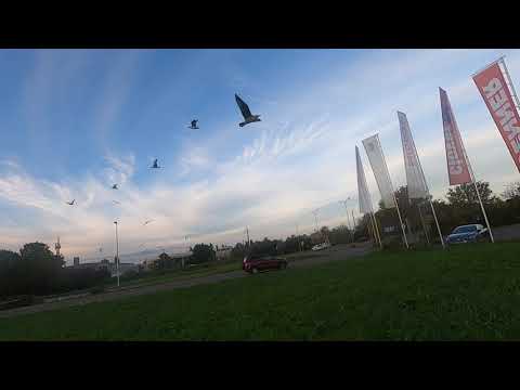 Black-headed gulls, Seymour and Mew gulls, crows and pigeons show for their evening treats!