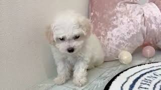 ハーフ犬の動画01