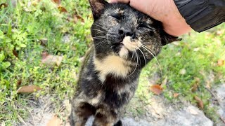 大きなダミ声で人懐っこく甘えてくれるかわいい猫ちゃん