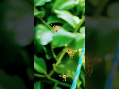 Abelhas sem ferrão - Jataí / IBICUÍ-BA Meliponario Nagast ነገሥት #abelhasemferrao #abelhasnativas #asf