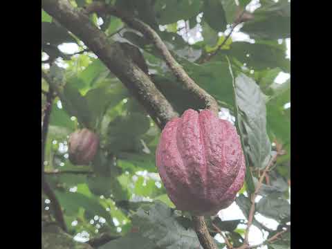 PERMUTA  29ha  CACACOTERAS Y GANADERAS BARAYA HUILA (Reciben 50%)