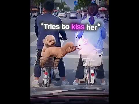 This Dog Just Wanted to Say “Hi” 😭 #shorts