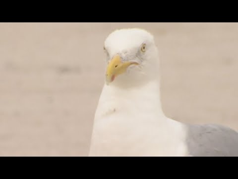 Connecticut beach puts up warning signs for Cecil the seagull