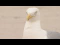 Connecticut Beach Puts Up Warning Signs For Cecil The Seagull