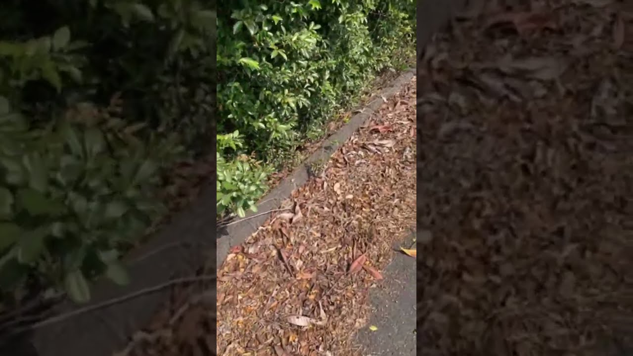 阿久比を少しだけ散歩｜Walking in Agui Japan