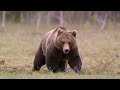 Sound Of Bear Barking Bear Barking Sound Close Up 4K
