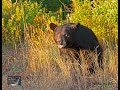 How A Bear Communicates Talks