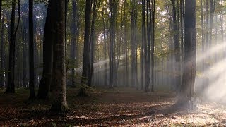 Beautiful Savior (Organ Solo by Brian Mathias) - The Tabernacle Choir