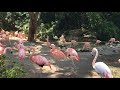 Flamingos Los Angeles Zoo