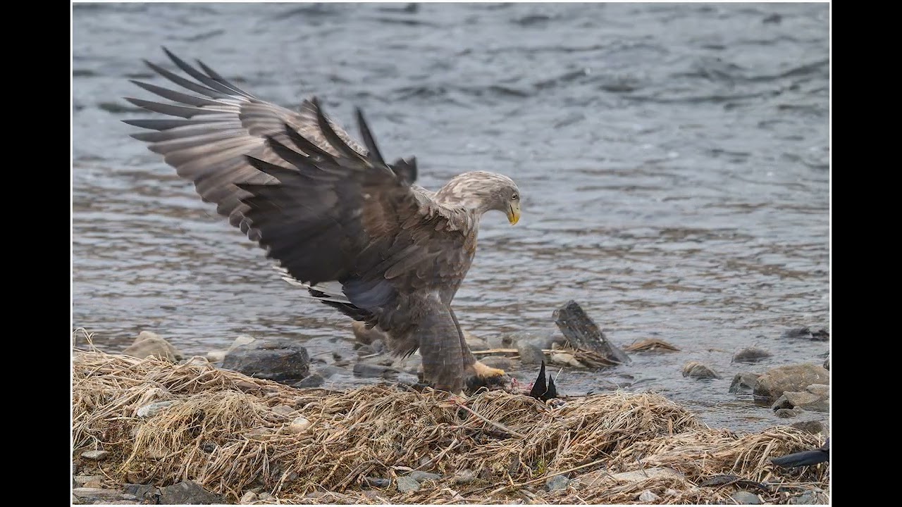 흰꼬리수리 유튜브 썸네일
