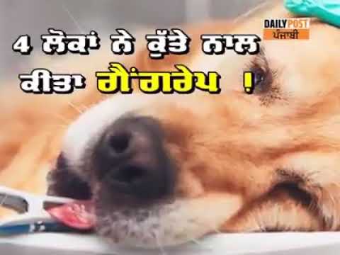 ਚਾਰ  ਲੋਕਾਂ  ਨੇ ਕੀਤਾ  ਕੁੱਤੇ  ਦਾ ਬਲਾਤਕਾਰ    ਡਿੱਗੀ  ਚੱਲ  ਇੰਡੀਆਂ ....