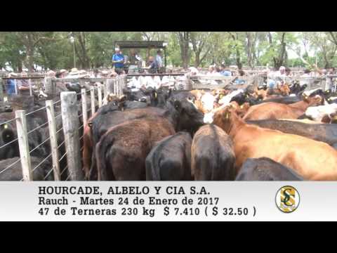 24-01-17 Venta de Hembras - Hourcade, Albelo y Cia S.A. - Rauch.