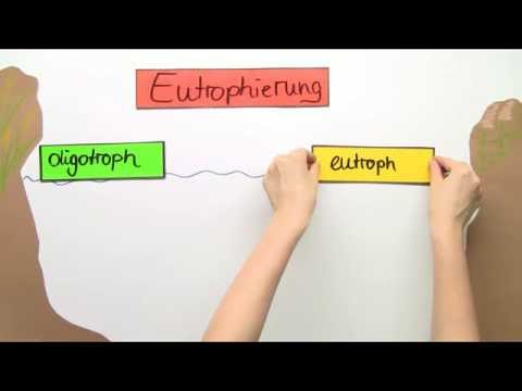 Die Eutrophierung eines Sees | Biologie | Ökologie