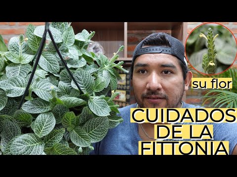 , title : 'Cuidados de la Planta Fittonia / Aprendiendo a Cuidar'