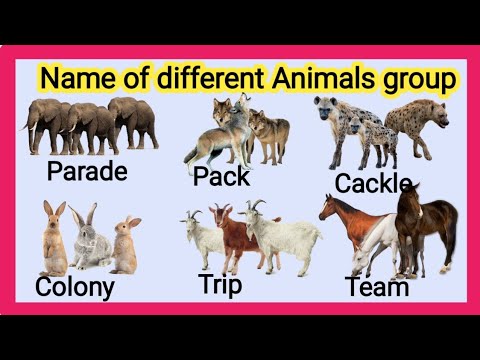 Group name of Animals/ collective nouns for animals / name of animals Group / animal vocabulary